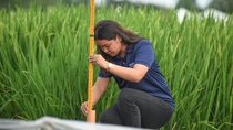 Eine BASF-Mitarbeiterin auf einem Versuchsfeld für Reis. BASF Agricultural Solutions und IRRI bauen ihre wissenschaftliche Partnerschaft aus, um den nachhaltigen Reisanbau weiter voranzutreiben.
Foto: BASF Eine BASF-Mitarbeiterin auf einem Versuchsfeld für Reis. BASF Agricultural Solutions und IRRI bauen ihre wissenschaftliche Partnerschaft aus, um den nachhaltigen Reisanbau weiter voranzutreiben.
Foto: BASF