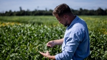 BASF Agricultural Solutions hat den Registrierungsprozess für Replexor™ Active gestartet, einem neuen PPO -Herbizidwirkstoff zur Kontrolle breitblättriger Unkräuter und Ungräser. Langfristig könnte Replexor Active dazu beitragen, Unkrautmanagement-Programme auf weltweit mehr als 50 Millionen Hektar zu unterstützen.
Foto: BASF BASF Agricultural Solutions hat den Registrierungsprozess für Replexor™ Active gestartet, einem neuen PPO -Herbizidwirkstoff zur Kontrolle breitblättriger Unkräuter und Ungräser. Langfristig könnte Replexor Active dazu beitragen, Unkrautmanagement-Programme auf weltweit mehr als 50 Millionen Hektar zu unterstützen.
Foto: BASF