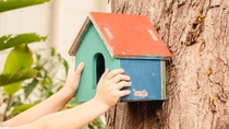Hand placing a small birdhouse on a tree trunk in a green garden setting. Hand placing a small birdhouse on a tree trunk in a green garden setting.