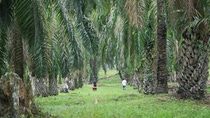 Green field surrounded by plam trees with a man and woman walking away in a distance Green field surrounded by plam trees with a man and woman walking away in a distance