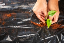 To support greenhouse farming, BASF’s Tinuvin® NOR® platform of advanced stabilizer solutions enhances mulch and greenhouse film performance.
Photo: BASF To support greenhouse farming, BASF’s Tinuvin® NOR® platform of advanced stabilizer solutions enhances mulch and greenhouse film performance.
Photo: BASF