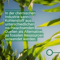Hohe, grüne Pflanzen sind aus der Nähe vor einem blauen Himmel zu sehen. Hohe, grüne Pflanzen sind aus der Nähe vor einem blauen Himmel zu sehen.