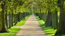 tunnel of lime trees, first green leaves tunnel of lime trees, first green leaves