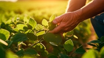 Zorina fungicide helps deliver reliable disease protection across soybeans, canola and dry beans, helping growers maximize yield potential with a single, powerful solution. Zorina fungicide helps deliver reliable disease protection across soybeans, canola and dry beans, helping growers maximize yield potential with a single, powerful solution.