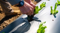 ecovio® Mulch film with Lettuce ecovio® Mulch film with Lettuce