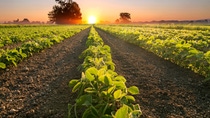 BASF received notice from the U.S. Environmental Protection Agency (EPA) of federal registration for Engenia® herbicide for over the top (OTT) applications on dicamba-tolerant soybeans and cotton. BASF received notice from the U.S. Environmental Protection Agency (EPA) of federal registration for Engenia® herbicide for over the top (OTT) applications on dicamba-tolerant soybeans and cotton.