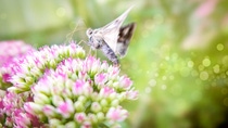 A close up of a butterfly on a pink flower. A close up of a butterfly on a pink flower.