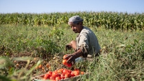 one of the farmers collecting the Tomato Corps he is collecting in Mohamed Mragae Land in Nubareya one of the farmers collecting the Tomato Corps he is collecting in Mohamed Mragae Land in Nubareya