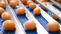 Egg conveyor system for food processing: By clearly separating the Ultradur® portfolio into Aqua grades for drinking water applications and dedicated food contact grades, BASF Engineering Plastics provides a transparent and future proof basis for compliant material solutions in food conveying and processing systems.
Photo: herraez/stock.adobe.com Egg conveyor system for food processing: By clearly separating the Ultradur® portfolio into Aqua grades for drinking water applications and dedicated food contact grades, BASF Engineering Plastics provides a transparent and future proof basis for compliant material solutions in food conveying and processing systems.
Photo: herraez/stock.adobe.com