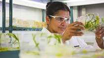 Scientist examines young transgenic corn plants  Scientist examines young transgenic corn plants