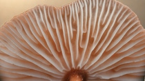 Fungi are the topic of the new podcast episode. Fungi are the topic of the new podcast episode.