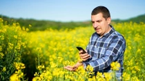 Farmer examines oilseed rape flowers. Farmer examines oilseed rape flowers.
