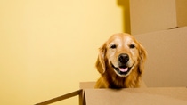 A five year old happy Golden Retriever sitting in a moving box, with other boxes stacked against the wall. "Dutchess" A five year old happy Golden Retriever sitting in a moving box, with other boxes stacked against the wall. "Dutchess"
