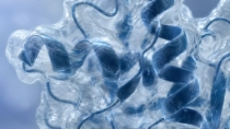 Enzymes in the macro perspective Enzymes in the macro perspective