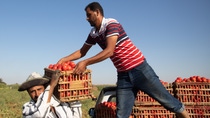Moving the tomato corps from Mohamed Mragae to the buyer in Nubareya Moving the tomato corps from Mohamed Mragae to the buyer in Nubareya