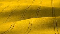 BASF introduces InVigor Gold L322, the first hybrid released in BASF’s breakthrough innovation in canola seed. BASF introduces InVigor Gold L322, the first hybrid released in BASF’s breakthrough innovation in canola seed.