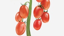 Illustration von Tomaten, die an einem Strauch hängen. Illustration von Tomaten, die an einem Strauch hängen.