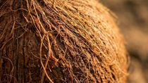 Coconut fibers Coconut fibers