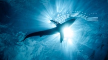 An underwater view looking up at the silhouette of a shark swimming in the blue ocean with sunlight shining through the water - scientific diagrams highlighting the flow of water around the shark are overlaid on the picture. An underwater view looking up at the silhouette of a shark swimming in the blue ocean with sunlight shining through the water - scientific diagrams highlighting the flow of water around the shark are overlaid on the picture.
