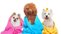 BASF launches dog-grooming 'fur-mulations' to address the growing ...