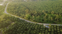 07 December 2017, Shah Alam, Selangor, Malaysia: A high angle view of a road dividd the palm oil plantation 07 December 2017, Shah Alam, Selangor, Malaysia: A high angle view of a road dividd the palm oil plantation