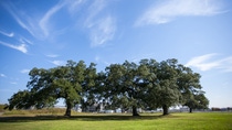 The BASF Geismar Verbund site in Louisiana is located on the Mississippi River and produces chemicals that are vital to our economic success and our quality of life. Situated on 2,500 acres and including 22 production units, BASF Geismar is the largest BASF site in North America. The site is home to a deer reserve and a natural landscape complete with magnificent oak trees.
Print free of charge. Copyright by BASF.
Der BASF-Verbundstandort in Geismar, Louisiana, liegt am Mississippi und produziert Chemikalien, die einen wichtigen Beitrag zu unserem wirtschaftlichen Erfolg und unserer Lebensqualität leisten. Mit einer GröÃe von zehn Quadratkilometern und 22 Produktionsanlagen ist Geismar der gröÃte BASF-Standort in Nordamerika. Der Standort beheimatet einen Wildpark und schöne Eichenbäume.  
Abdruck honorarfrei. Copyright by BASF.,The BASF Geismar Verbund site in Louisiana is located on the Mississippi River and produces chemicals that are vital to our economic success and our quality of life. Situated on 2,500 acres and including 22 production units, BASF Geismar is the largest BASF site in North America. The site is home to a deer reserve and a natural landscape complete with magnificent oak trees.
Print free of charge. Copyright by BASF.
Der BASF-Verbundstandort in Geismar, Louisiana, liegt am Mississippi und produziert Chemikalien, die einen wichtigen Beitrag zu unserem wirtschaftlichen Erfolg und unserer Lebensqualität leisten. Mit einer Größe von zehn Quadratkilometern und 22 Produktionsanlagen ist Geismar der größte BASF-Standort in Nordamerika. Der Standort beheimatet einen Wildpark und schöne Eichenbäume.  
Abdruck honorarfrei. Copyright by BASF. The BASF Geismar Verbund site in Louisiana is located on the Mississippi River and produces chemicals that are vital to our economic success and our quality of life. Situated on 2,500 acres and including 22 production units, BASF Geismar is the largest BASF site in North America. The site is home to a deer reserve and a natural landscape complete with magnificent oak trees.
Print free of charge. Copyright by BASF.
Der BASF-Verbundstandort in Geismar, Louisiana, liegt am Mississippi und produziert Chemikalien, die einen wichtigen Beitrag zu unserem wirtschaftlichen Erfolg und unserer Lebensqualität leisten. Mit einer GröÃe von zehn Quadratkilometern und 22 Produktionsanlagen ist Geismar der gröÃte BASF-Standort in Nordamerika. Der Standort beheimatet einen Wildpark und schöne Eichenbäume.  
Abdruck honorarfrei. Copyright by BASF.,The BASF Geismar Verbund site in Louisiana is located on the Mississippi River and produces chemicals that are vital to our economic success and our quality of life. Situated on 2,500 acres and including 22 production units, BASF Geismar is the largest BASF site in North America. The site is home to a deer reserve and a natural landscape complete with magnificent oak trees.
Print free of charge. Copyright by BASF.
Der BASF-Verbundstandort in Geismar, Louisiana, liegt am Mississippi und produziert Chemikalien, die einen wichtigen Beitrag zu unserem wirtschaftlichen Erfolg und unserer Lebensqualität leisten. Mit einer Größe von zehn Quadratkilometern und 22 Produktionsanlagen ist Geismar der größte BASF-Standort in Nordamerika. Der Standort beheimatet einen Wildpark und schöne Eichenbäume.  
Abdruck honorarfrei. Copyright by BASF.