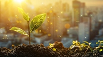 A small green plant growing from soil. In the background, a city with skyscrapers is visible in the sunset. A small green plant growing from soil. In the background, a city with skyscrapers is visible in the sunset.
