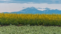 BASF’s InVigor Gold canola seed will be processed by Bunge, supporting commercialization in North America as BASF prepares for the U.S. launch in 2027. BASF’s InVigor Gold canola seed will be processed by Bunge, supporting commercialization in North America as BASF prepares for the U.S. launch in 2027.