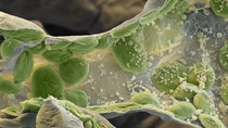 Die grünen Chloroplasten der Pflanzenzellen synthetisieren das Chlorophyll. Kixor® blockiert selektiv ein Schlüsselenzym der Chlorophyllbiosynthese und unterbindet damit bei Unkräutern die Photosynthese und damit das Wachstum. VergröÃerung 12800:1 (bei 12cm Bildbreite).
Abdruck honorarfrei. Copyright by BASF.
The green chloroplasts in the plant cells synthesize chlorophyll. Kixor® selectively blocks a key enzyme in chlorophyll biosynthesis, thus preventing weeds from performing photosynthesis and stopping their growth. Magnification 12800:1 (12cm in width).
Print free of charge. Copyright by BASF.,Die grünen Chloroplasten der Pflanzenzellen synthetisieren das Chlorophyll. Kixor® blockiert selektiv ein Schlüsselenzym der Chlorophyllbiosynthese und unterbindet damit bei Unkräutern die Photosynthese und damit das Wachstum. Vergrößerung 12800:1 (bei 12cm Bildbreite).
Abdruck honorarfrei. Copyright by BASF.
The green chloroplasts in the plant cells synthesize chlorophyll. Kixor® selectively blocks a key enzyme in chlorophyll biosynthesis, thus preventing weeds from performing photosynthesis and stopping their growth. Magnification 12800:1 (12cm in width).
Print free of charge. Copyright by BASF. Die grünen Chloroplasten der Pflanzenzellen synthetisieren das Chlorophyll. Kixor® blockiert selektiv ein Schlüsselenzym der Chlorophyllbiosynthese und unterbindet damit bei Unkräutern die Photosynthese und damit das Wachstum. VergröÃerung 12800:1 (bei 12cm Bildbreite).
Abdruck honorarfrei. Copyright by BASF.
The green chloroplasts in the plant cells synthesize chlorophyll. Kixor® selectively blocks a key enzyme in chlorophyll biosynthesis, thus preventing weeds from performing photosynthesis and stopping their growth. Magnification 12800:1 (12cm in width).
Print free of charge. Copyright by BASF.,Die grünen Chloroplasten der Pflanzenzellen synthetisieren das Chlorophyll. Kixor® blockiert selektiv ein Schlüsselenzym der Chlorophyllbiosynthese und unterbindet damit bei Unkräutern die Photosynthese und damit das Wachstum. Vergrößerung 12800:1 (bei 12cm Bildbreite).
Abdruck honorarfrei. Copyright by BASF.
The green chloroplasts in the plant cells synthesize chlorophyll. Kixor® selectively blocks a key enzyme in chlorophyll biosynthesis, thus preventing weeds from performing photosynthesis and stopping their growth. Magnification 12800:1 (12cm in width).
Print free of charge. Copyright by BASF.
