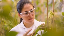 Daniela Loaiza, Assistant Scientist, examines transgenic soybean plants in the greenhouse for health and quality. The locations of the plants are tracked in the inventory system by scanning the barcode.
Print free of charge. Copyright by BASF.
Die wissenschaftliche Mitarbeiterin Daniela Loaiza untersucht transgene Sojabohnenpflanzen im Gewächshaus auf deren Gesundheit und Qualität. Durch Scannen des Barcodes wird der Standort der Pflanzen im Bestandsführungssystem erfasst.
Abdruck honorarfrei. Copyright by BASF. Daniela Loaiza, Assistant Scientist, examines transgenic soybean plants in the greenhouse for health and quality. The locations of the plants are tracked in the inventory system by scanning the barcode.
Print free of charge. Copyright by BASF.
Die wissenschaftliche Mitarbeiterin Daniela Loaiza untersucht transgene Sojabohnenpflanzen im Gewächshaus auf deren Gesundheit und Qualität. Durch Scannen des Barcodes wird der Standort der Pflanzen im Bestandsführungssystem erfasst.
Abdruck honorarfrei. Copyright by BASF.