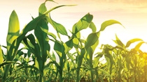 BASF is introducing Ridivex herbicide, a convenient all-in-one premix of three active ingredients with three different sites of action. BASF is introducing Ridivex herbicide, a convenient all-in-one premix of three active ingredients with three different sites of action.