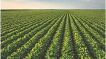 BASF is introducing two new herbicide solutions, Voraxor herbicide and Zidua PLUS herbicide, to provide farmers with enhanced flexibility and broad-spectrum control across the season. BASF is introducing two new herbicide solutions, Voraxor herbicide and Zidua PLUS herbicide, to provide farmers with enhanced flexibility and broad-spectrum control across the season.