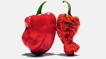 Eine frische und eine verdorbene Paprika Eine frische und eine verdorbene Paprika
