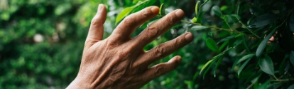 Hand of a man touching leaves