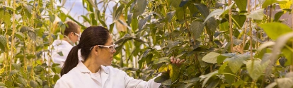 Daniela Loaiza, Assistant Scientist, examines transgenic soybean plants in the greenhouse for health and quality. The locations of the plants are tracked in the inventory system by scanning the barcode.  
Print free of charge. Copyright by BASF.

Die wissenschaftliche Mitarbeiterin Daniela Loaiza untersucht transgene Sojabohnenpflanzen im GewÃ¤chshaus auf deren Gesundheit und QualitÃ¤t. Durch Scannen des Barcodes wird der Standort der Pflanzen im BestandsfÃ¼hrungssystem erfasst.  
Abdruck honorarfrei. Copyright by BASF.,Daniela Loaiza, Assistant Scientist, examines transgenic soybean plants in the greenhouse for health and quality. The locations of the plants are tracked in the inventory system by scanning the barcode.  
Print free of charge. Copyright by BASF.

Die wissenschaftliche Mitarbeiterin Daniela Loaiza untersucht transgene Sojabohnenpflanzen im Gewächshaus auf deren Gesundheit und Qualität. Durch Scannen des Barcodes wird der Standort der Pflanzen im Bestandsführungssystem erfasst.  
Abdruck honorarfrei. Copyright by BASF.