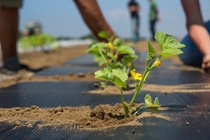 A plant in a field covered with black foil, persons working in the background.