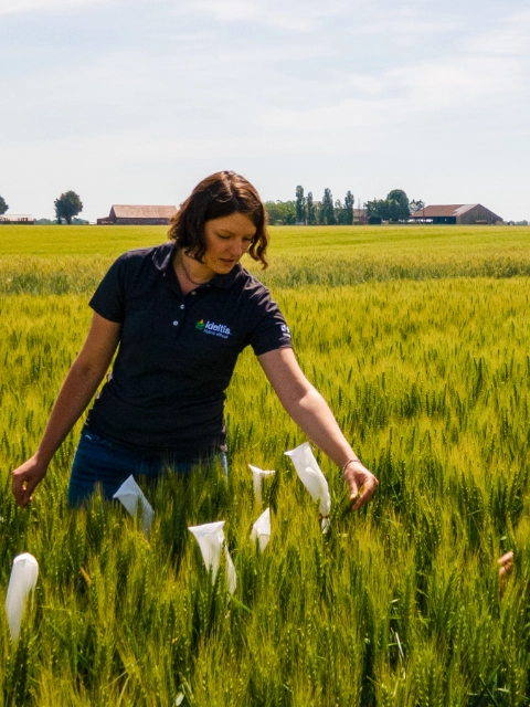 Pair in wheat field observing the crops.