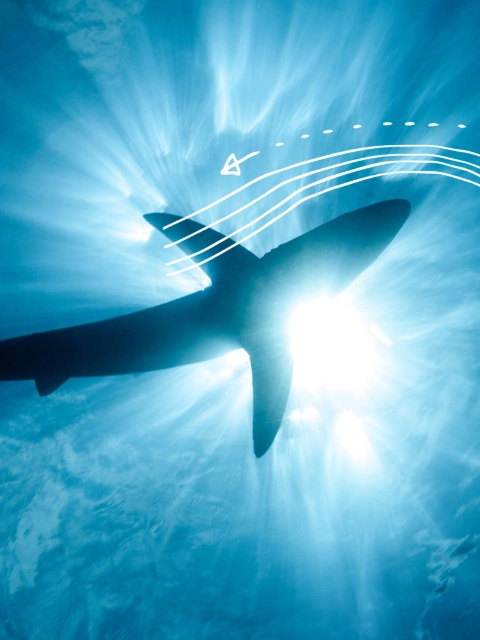 An underwater view looking up at the silhouette of a shark swimming in the blue ocean with sunlight shining through the water - scientific diagrams highlighting the flow of water around the shark are overlaid on the picture.