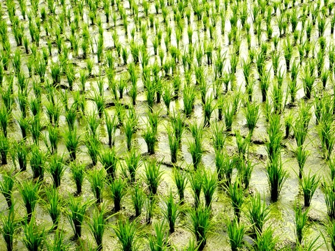 Plastics to plant: biopolymer pointing the way to a green future Plastics to plant: biopolymer pointing the way to a green future