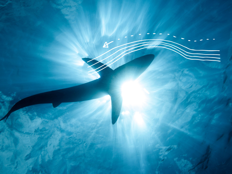 An underwater view looking up at the silhouette of a shark swimming in the blue ocean with sunlight shining through the water - scientific diagrams highlighting the flow of water around the shark are overlaid on the picture. An underwater view looking up at the silhouette of a shark swimming in the blue ocean with sunlight shining through the water - scientific diagrams highlighting the flow of water around the shark are overlaid on the picture.