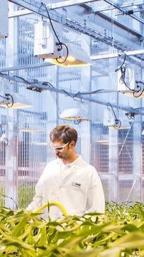 Scientists in the plant management team monitor the stage and quality of transgenic corn plants in the greenhouse. The plants are being grown for the fungal resistant corn project. Fungal diseases lead to high economic losses every year. BASF Plant Science is developing traits to make corn plants resistant to specific fungal pathogens.
Print free of charge. Copyright by BASF.

Wissenschaftliche Mitarbeiter überwachen Qualität und Entwicklung transgener Maispflanzen im Gewächshaus. Die Pflanzen werden im Rahmen eines  Projekts für pilzresistenten Mais gezüchtet. Schadpilze führen jedes Jahr zu hohen wirtschaftlichen Verlusten. Die BASF Plant Science entwickelt Pflanzenmerkmale, um Maispflanzen resistent gegenüber verschiedenen Schadpilzen zu machen.
Abdruck honorarfrei. Copyright by BASF.  