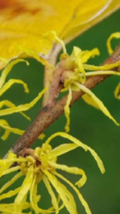 Hamamelis virginiana（アメリカマンサク）の葉