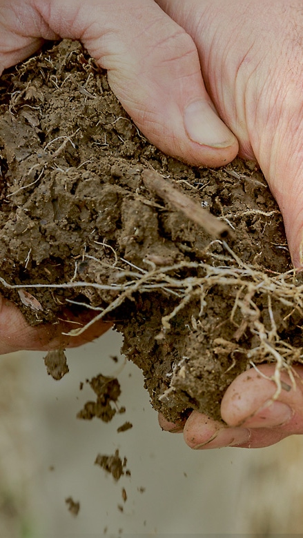 A pair of hands holding a clump of dirt. 