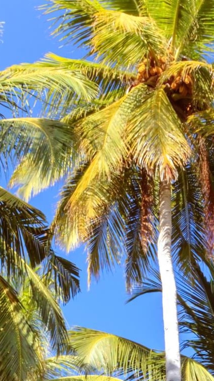 low angle view of tall palm trees