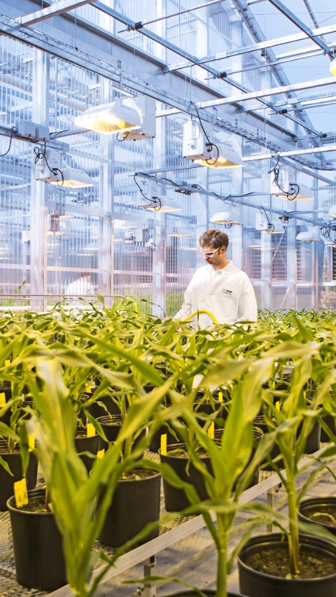 Scientists in the plant management team monitor the stage and quality of transgenic corn plants in the greenhouse. The plants are being grown for the fungal resistant corn project. Fungal diseases lead to high economic losses every year. BASF Plant Science is developing traits to make corn plants resistant to specific fungal pathogens.
Print free of charge. Copyright by BASF.

Wissenschaftliche Mitarbeiter Ã¼berwachen QualitÃ¤t und Entwicklung transgener Maispflanzen im GewÃ¤chshaus. Die Pflanzen werden im Rahmen eines  Projekts fÃ¼r pilzresistenten Mais gezÃ¼chtet. Schadpilze fÃ¼hren jedes Jahr zu hohen wirtschaftlichen Verlusten. Die BASF Plant Science entwickelt Pflanzenmerkmale, um Maispflanzen resistent gegenÃ¼ber verschiedenen Schadpilzen zu machen.
Abdruck honorarfrei. Copyright by BASF.,Scientists in the plant management team monitor the stage and quality of transgenic corn plants in the greenhouse. The plants are being grown for the fungal resistant corn project. Fungal diseases lead to high economic losses every year. BASF Plant Science is developing traits to make corn plants resistant to specific fungal pathogens.
Print free of charge. Copyright by BASF.

Wissenschaftliche Mitarbeiter überwachen Qualität und Entwicklung transgener Maispflanzen im Gewächshaus. Die Pflanzen werden im Rahmen eines  Projekts für pilzresistenten Mais gezüchtet. Schadpilze führen jedes Jahr zu hohen wirtschaftlichen Verlusten. Die BASF Plant Science entwickelt Pflanzenmerkmale, um Maispflanzen resistent gegenüber verschiedenen Schadpilzen zu machen.
Abdruck honorarfrei. Copyright by BASF.