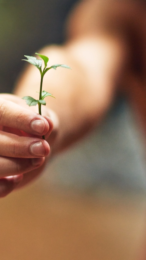 Cropped shot of an unidentifiable person holding a small plant in their hand