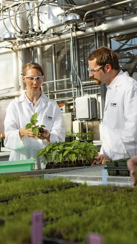 Die Wissenschaftler Megan Andriankaja (links), Chris Perin (Mitte) und Amanda Holland (rechts) untersuchen das Blattwachstum von Pflanzen, die mit BASF-Pflanzenschutzmitteln behandelt wurden. Die Forschungseinrichtungen in Research Triangle Park, North Carolina sind Dreh- und Angelpunkt für Biotechnologie und Forschung zu Pflanzenschutzmitteln.