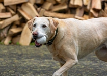 Plymouth Foam is launching its new line of dog toys under their AIREHIDE brand which uses BASF’s Infinergy material. Plymouth Foam is launching its new line of dog toys under their AIREHIDE brand which uses BASF’s Infinergy material.