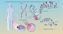 Infographic illustrating how genes are turned on or off through chemical processes Infographic illustrating how genes are turned on or off through chemical processes