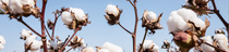 The pictures show brown cotton plants shortly before harvest with white cotton fibers growing in a ball like a protective case around the cotton seeds. The pictures show brown cotton plants shortly before harvest with white cotton fibers growing in a ball like a protective case around the cotton seeds.
